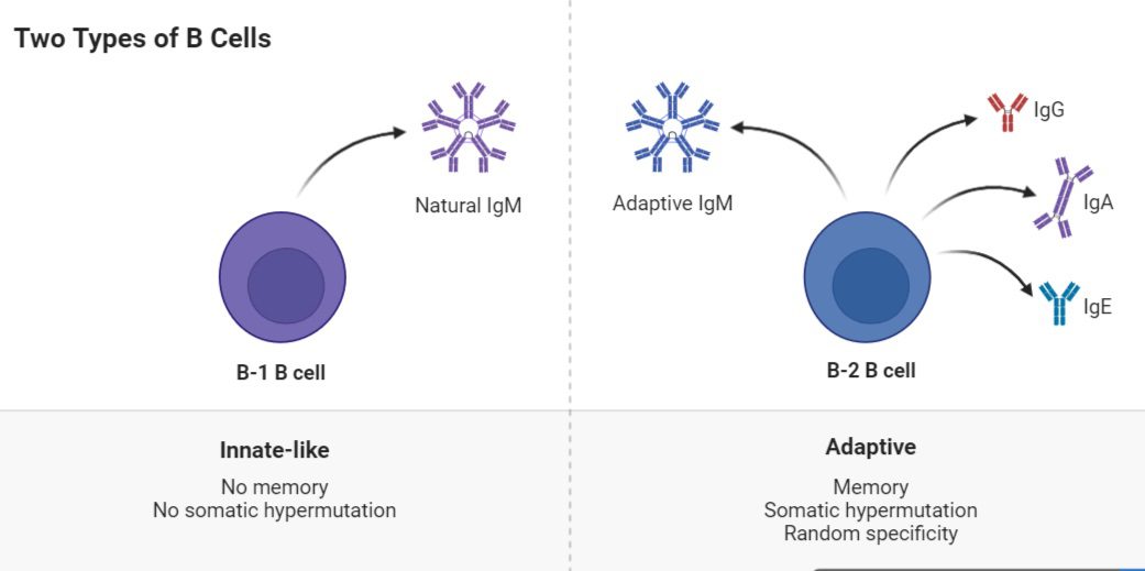 What Are B Lymphocytes? » Microbiology Study