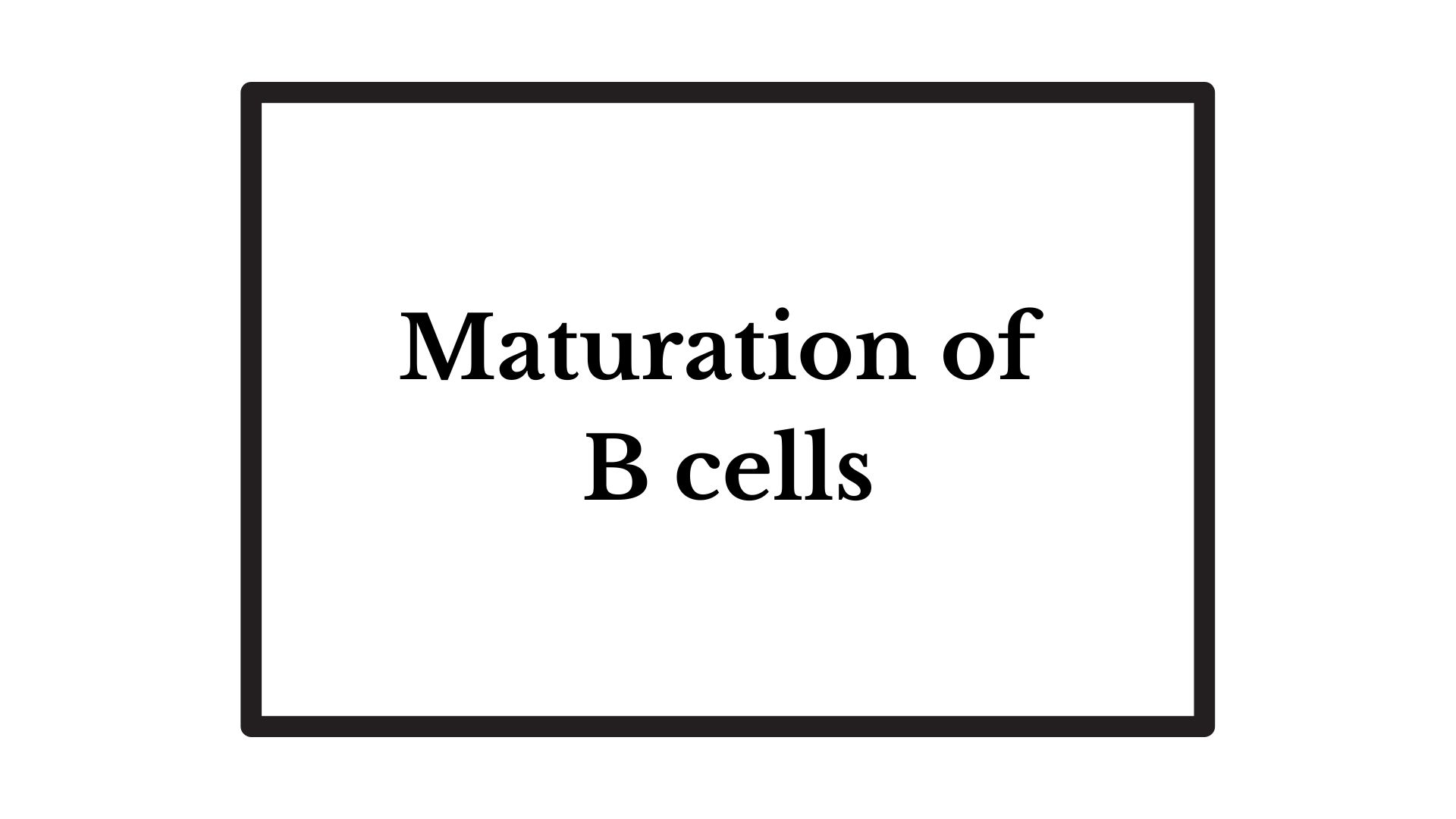 Maturation Of B Cells