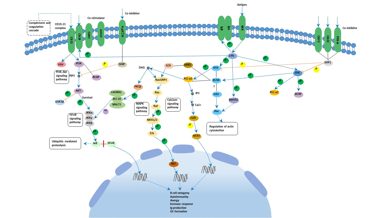 B Cell Receptor