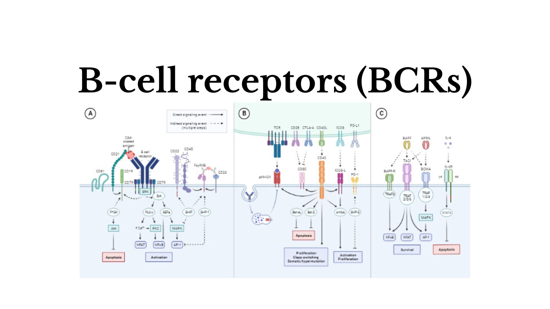 B Cell Receptor